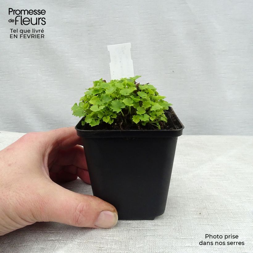 Campanula garganica Dickson's Gold - Campanula del Gargano Vasetto da 8/9 cm esemplare consegnato in inverno