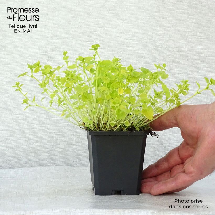 Campanula garganica Dickson's Gold - Campanula del Gargano Vasetto da 8/9 cm esemplare consegnato in primavera