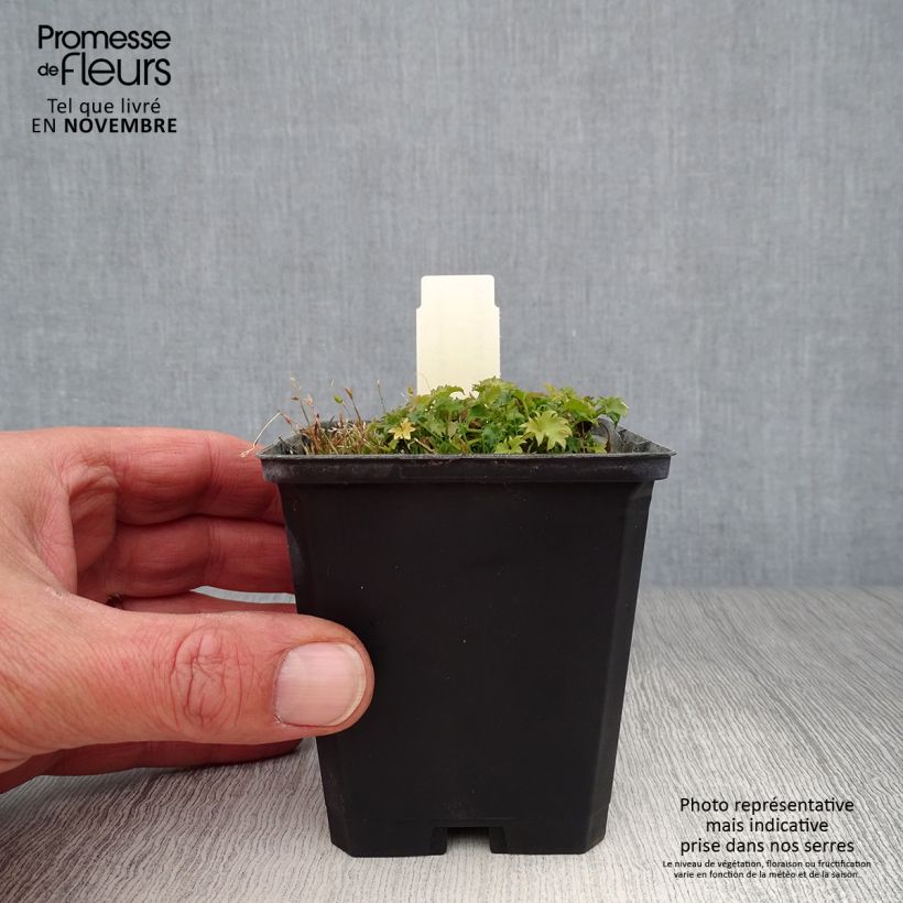 Esemplare di Campanula garganica - Campanula del Gargano Vasetto da 8/9 cm come consegnato in autunno