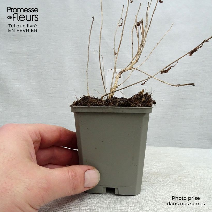 Campanula lactiflora Alba Vasetto da 8/9 cm esemplare consegnato in inverno