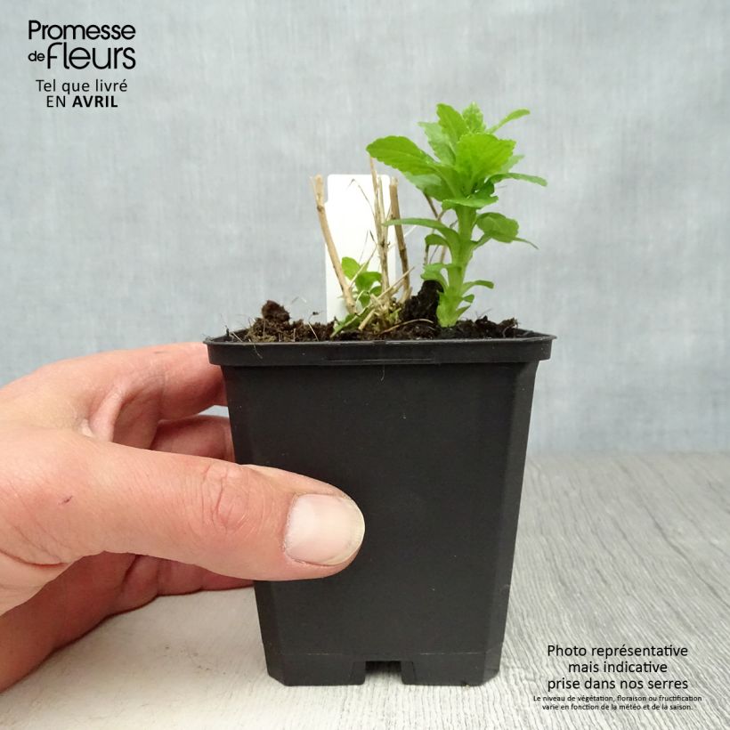 Campanula lactiflora Alba Vasetto da 8/9 cm esemplare consegnato in primavera