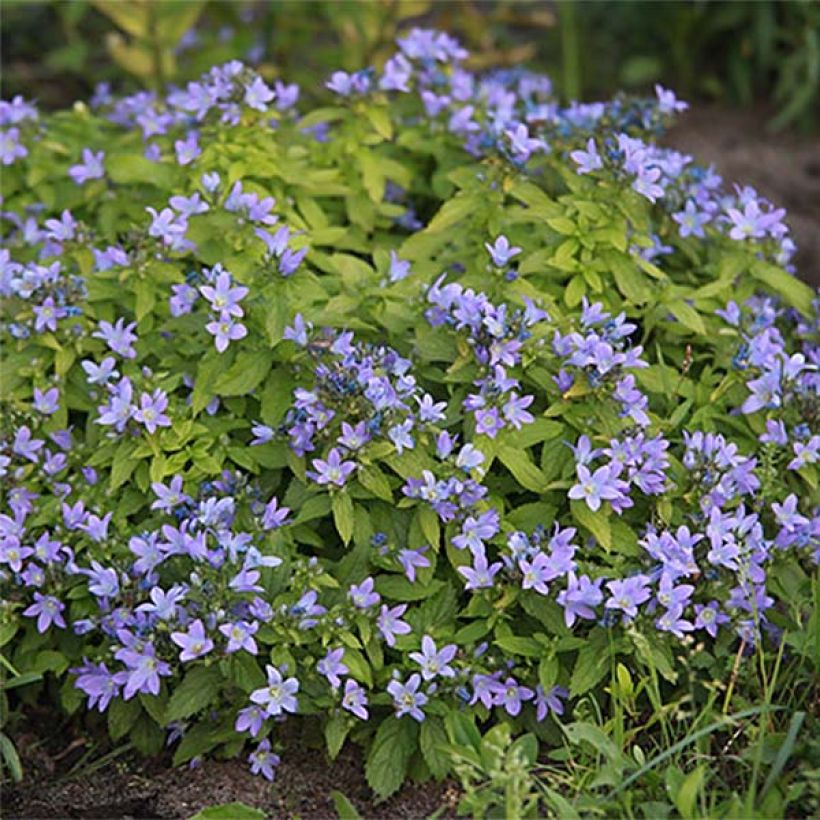 Campanula lactiflora Blue Pouffe (Porto)
