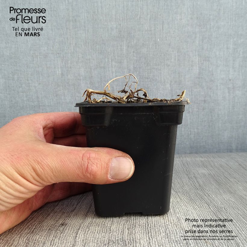 Campanula lactiflora Blue Pouffe Vasetto da 7/8 cm esemplare consegnato in inverno