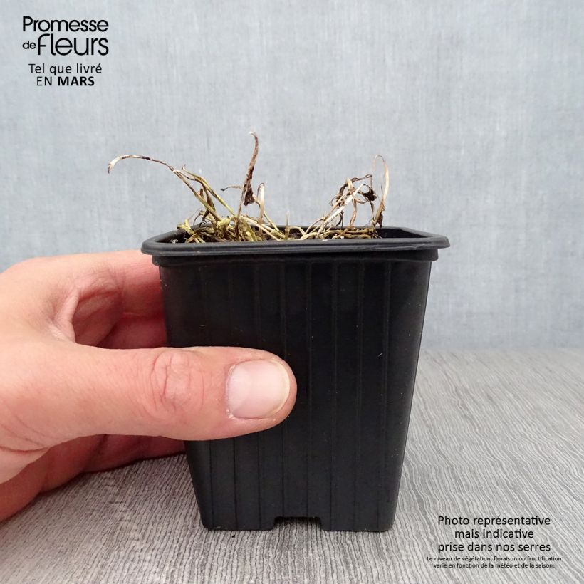 Campanula lactiflora Blue Pouffe Vasetto da 7/8 cm esemplare consegnato in primavera