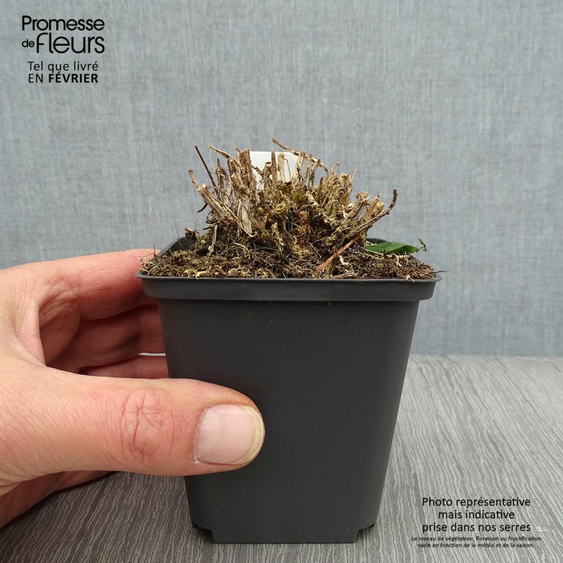 Campanula lactiflora White Pouffe Vasetto da 8/9 cm esemplare consegnato in inverno