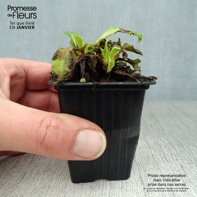 Campanula medium Blue - Campanula toscana Vasetto da 7/8 cm esemplare consegnato in inverno