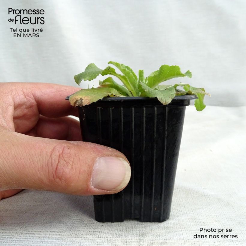 Campanula medium Blue - Campanula toscana Vasetto da 7/8 cm esemplare consegnato in primavera