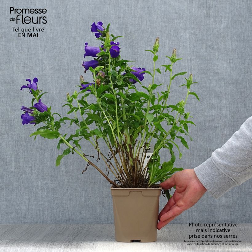 Campanula medium Blue - Campanula toscana Vaso da 2L/3L esemplare consegnato in primavera