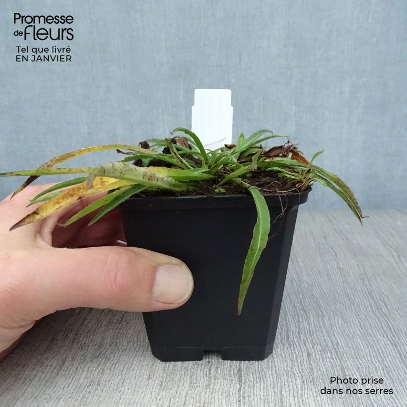 Campanula persicifolia La Bello - Campanula con foglie di pesco Vasetto da 8/9 cm esemplare consegnato in inverno