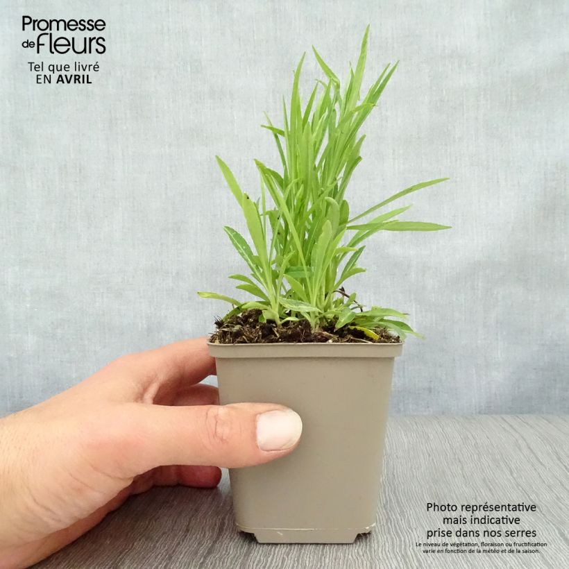 Campanula persicifolia La Bello - Campanula con foglie di pesco Vasetto da 8/9 cm esemplare consegnato in primavera