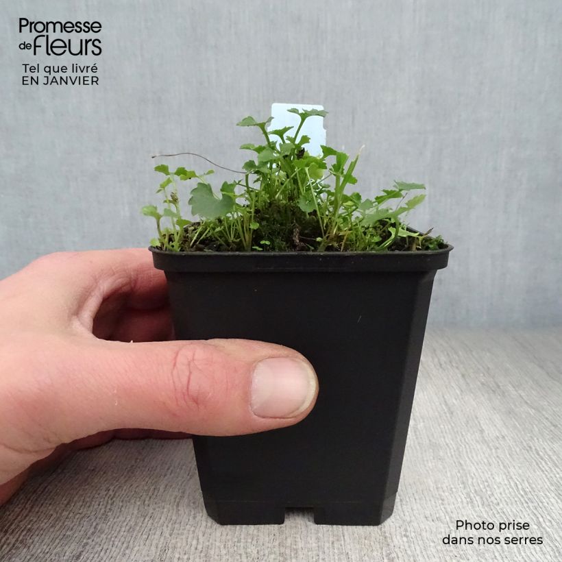 Campanula poscharskyana Resholt Variety - Campanula serba Vasetto da 8/9 cm esemplare consegnato in inverno