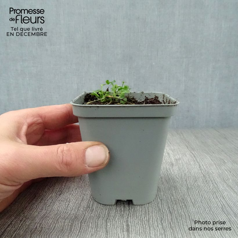 Campanula poscharskyana E.H. Frost - Campanula serba Vasetto da 8/9 cm esemplare consegnato in inverno