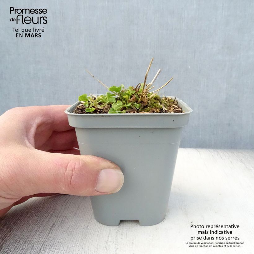 Campanula poscharskyana E.H. Frost - Campanula serba Vasetto da 8/9 cm esemplare consegnato in primavera