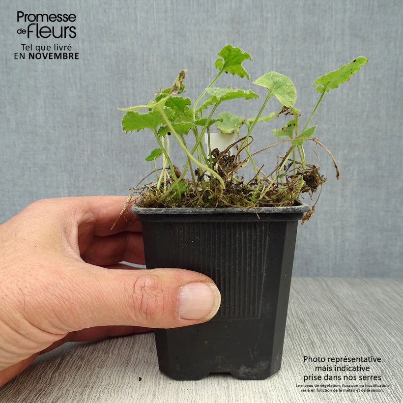 Esemplare di Campanula poscharskyana Lisduggan Variety - Campanula serba Vasetto da 8/9 cm come consegnato in autunno
