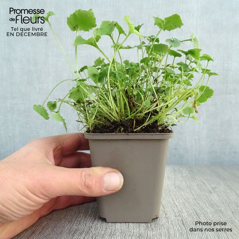 Campanula poscharskyana Lisduggan Variety - Campanula serba Vasetto da 8/9 cm esemplare consegnato in inverno