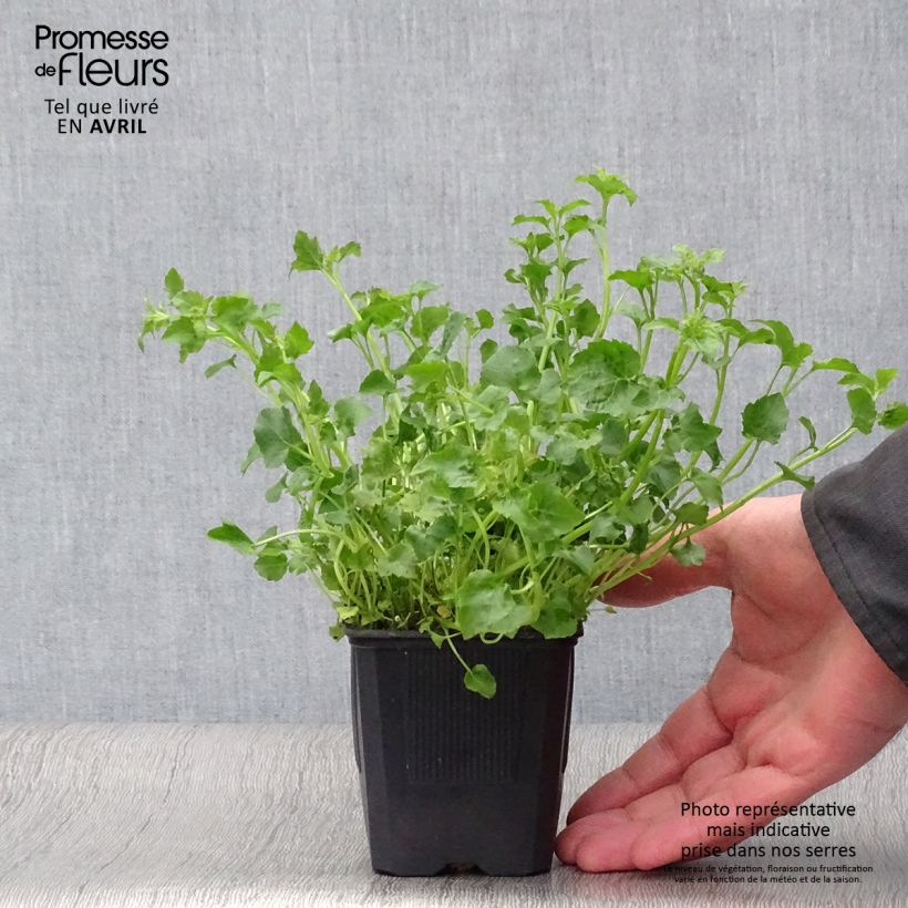 Campanula poscharskyana Lisduggan Variety - Campanula serba Vasetto da 8/9 cm esemplare consegnato in primavera