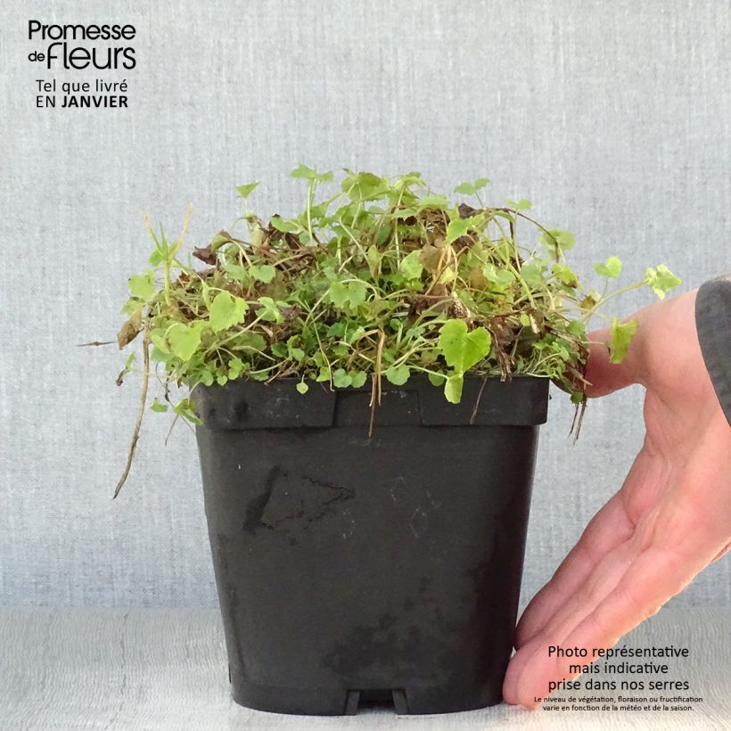 Campanula poscharskyana Lisduggan Variety - Campanula serba Vaso da 2L/3L esemplare consegnato in inverno