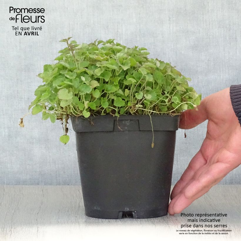 Campanula poscharskyana Lisduggan Variety - Campanula serba Vaso da 2L/3L esemplare consegnato in primavera