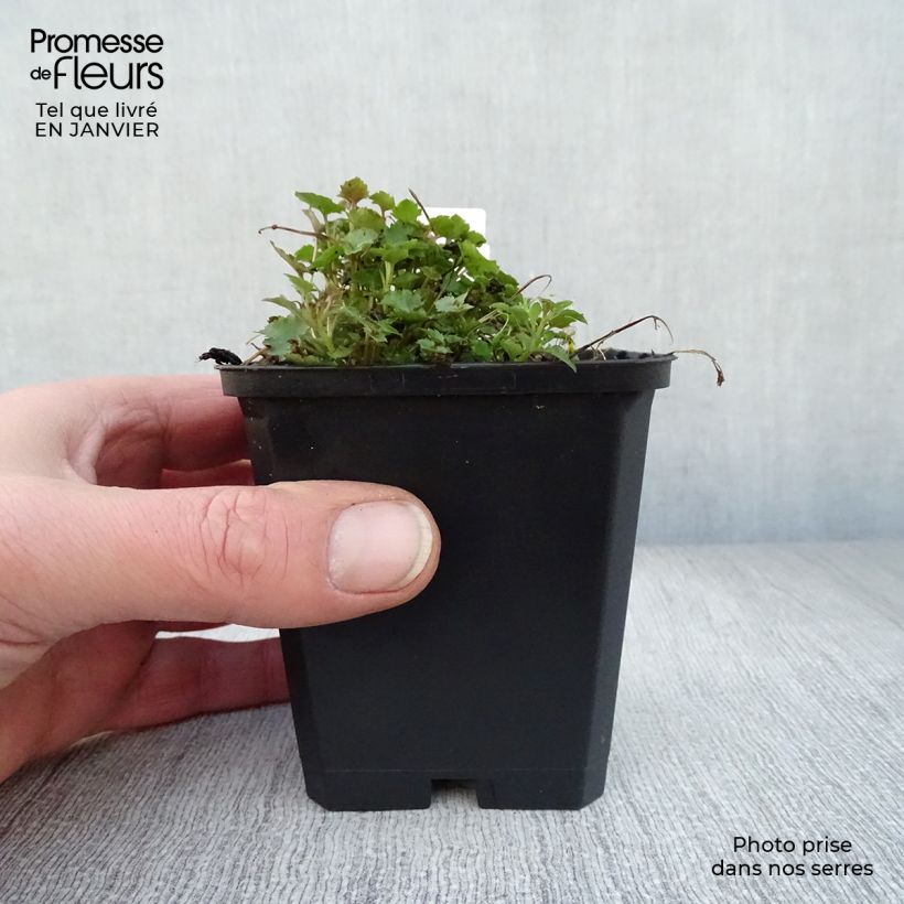 Campanula poscharskyana Stella - Campanula serba Vasetto da 8/9 cm esemplare consegnato in inverno