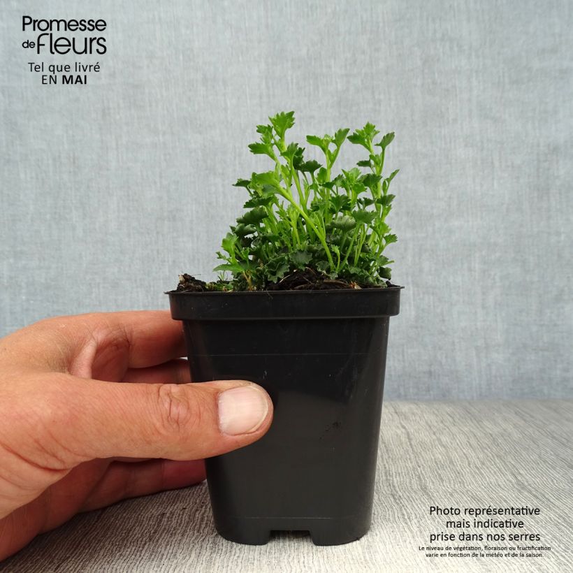 Campanula poscharskyana Stella - Campanula serba Vasetto da 8/9 cm esemplare consegnato in primavera