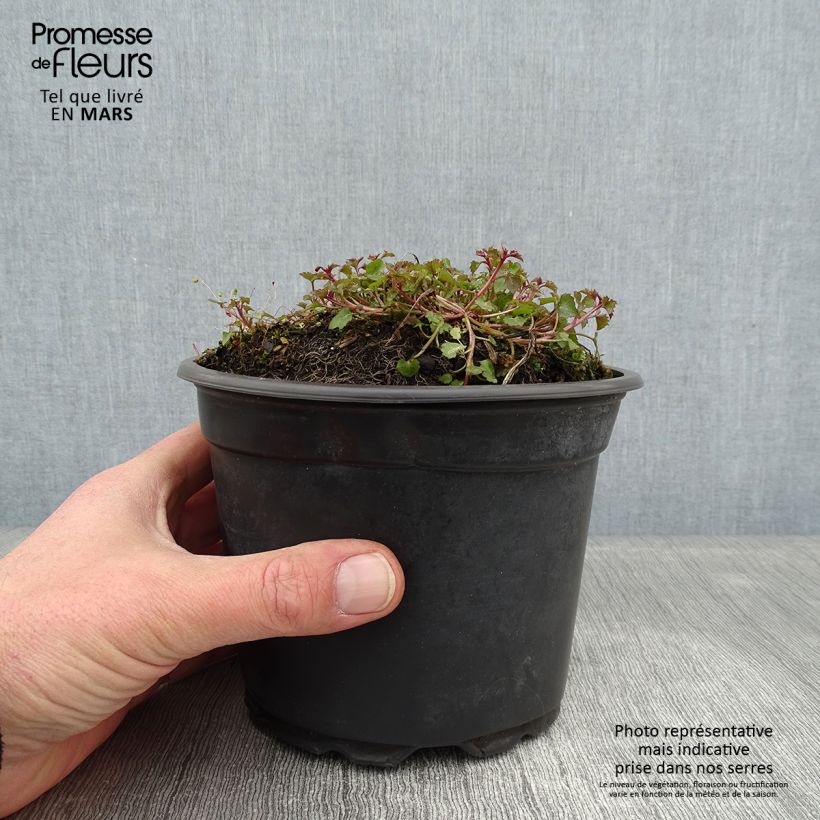 Campanula poscharskyana Stella - Campanula serba Vaso da 2L/3L esemplare consegnato in inverno