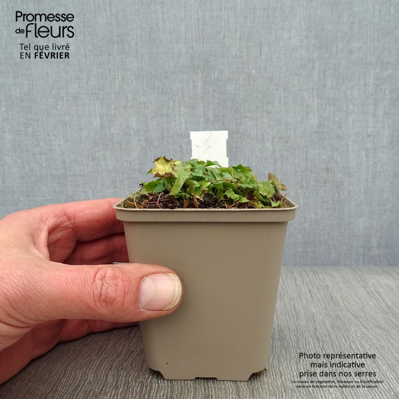 Campanula poscharskyana Trollkind - Campanula serba Vasetto da 8/9 cm esemplare consegnato in inverno