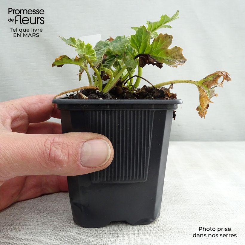 Campanula poscharskyana Trollkind - Campanula serba Vasetto da 8/9 cm esemplare consegnato in primavera