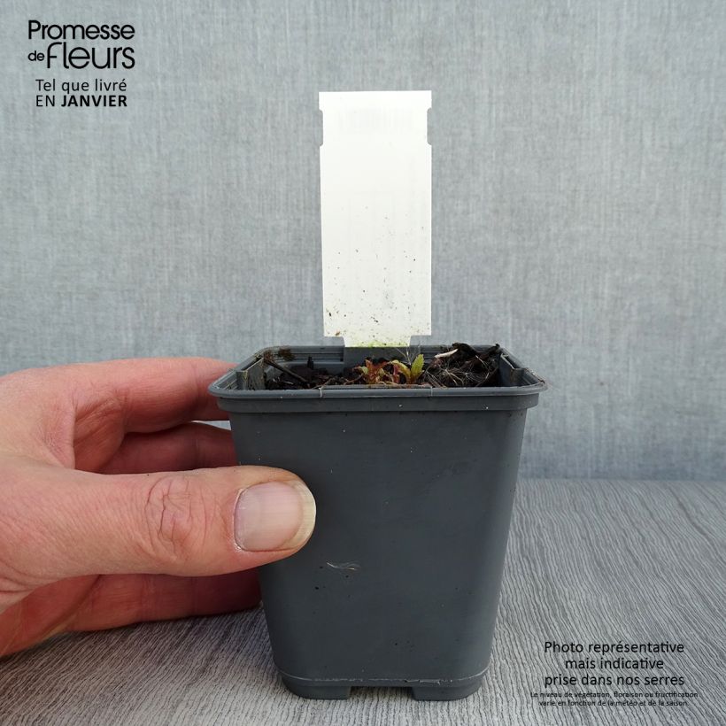 Campanula punctata Rubriflora Vasetto da 8/9 cm esemplare consegnato in inverno