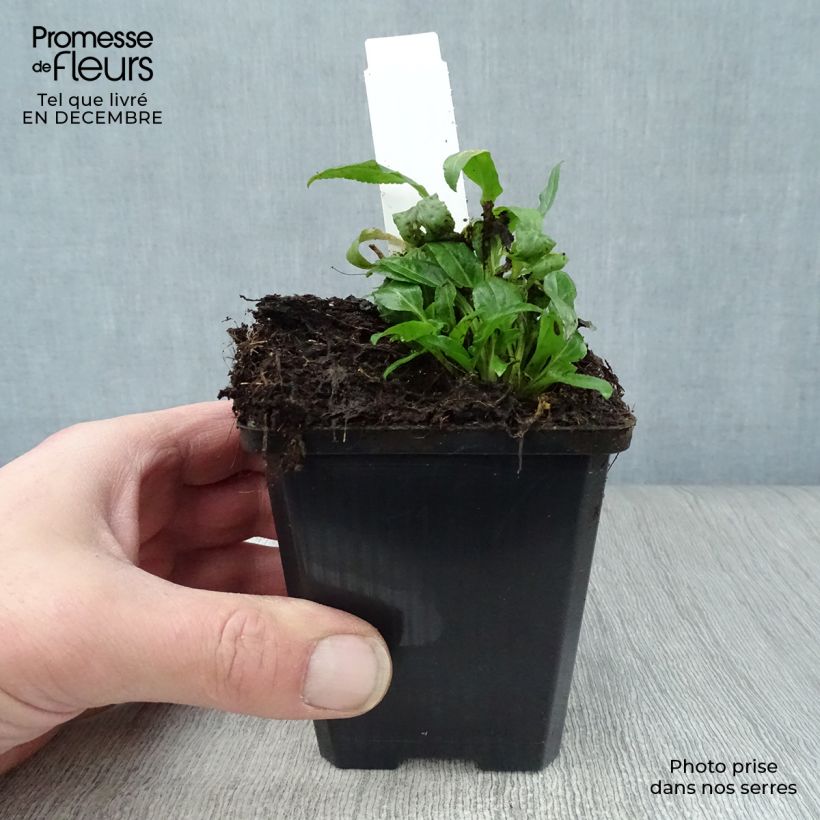 Campanula rapunculoides - Campanula serpeggiante Vasetto da 8/9 cm esemplare consegnato in inverno