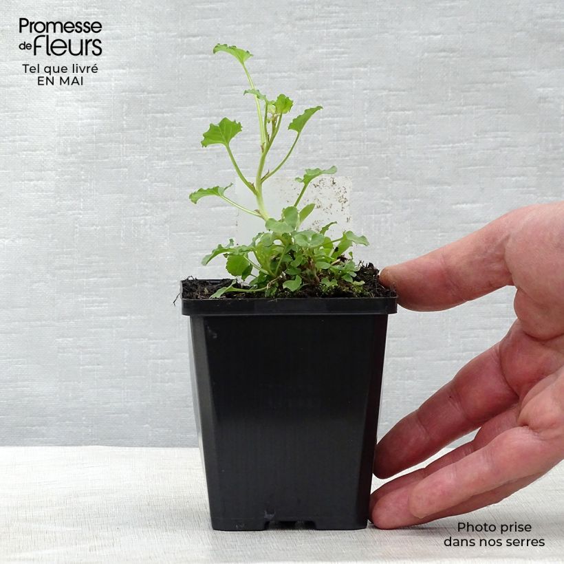 Campanula rapunculoides - Campanula serpeggiante Vasetto da 8/9 cm esemplare consegnato in primavera