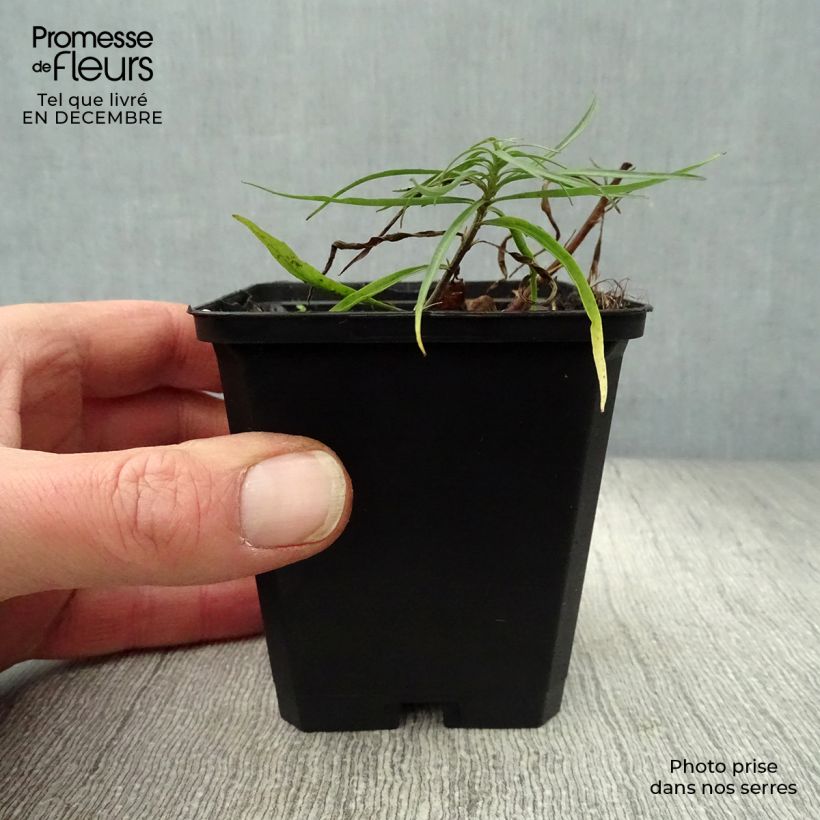 Campanula rotundifolia - Campanula soldanella Vasetto da 8/9 cm esemplare consegnato in inverno