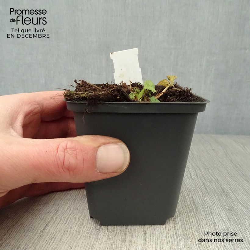 Campanula trachelium - Campanula selvatica Vasetto da 8/9 cm esemplare consegnato in inverno