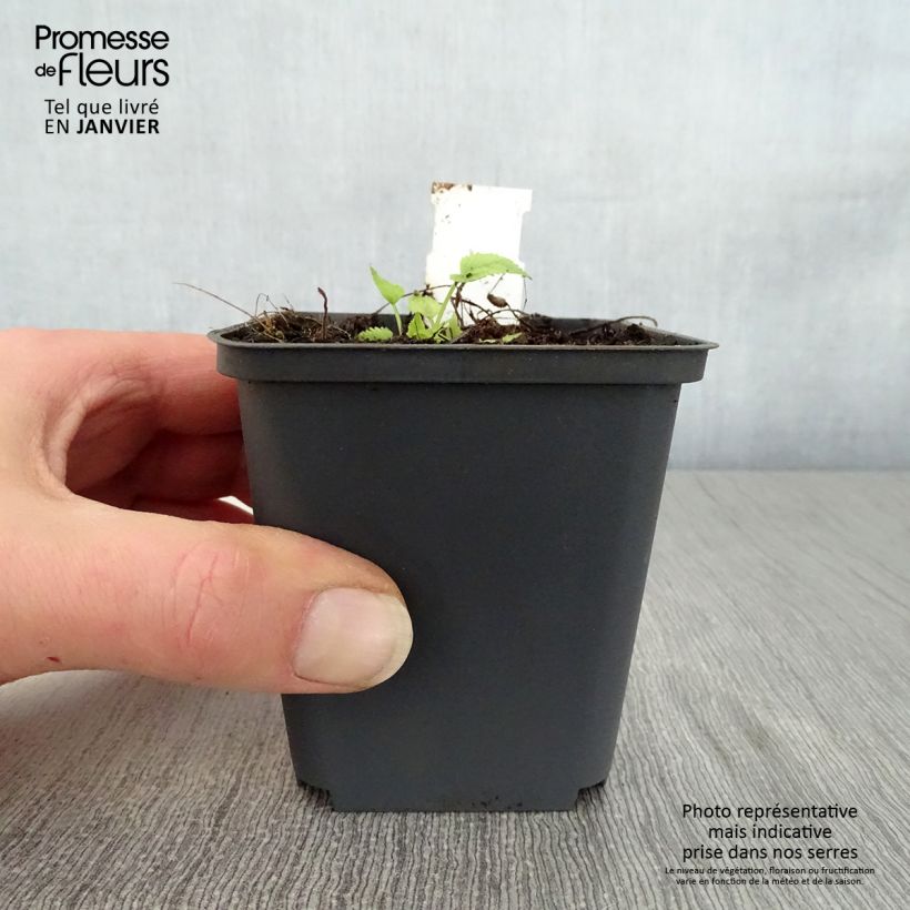 Campanula trachelium Bernice - Campanula selvatica Vasetto da 8/9 cm esemplare consegnato in inverno