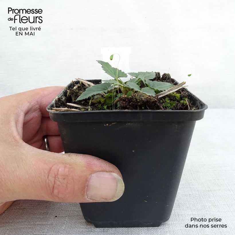 Campanula trachelium - Campanula selvatica Vasetto da 8/9 cm esemplare consegnato in primavera