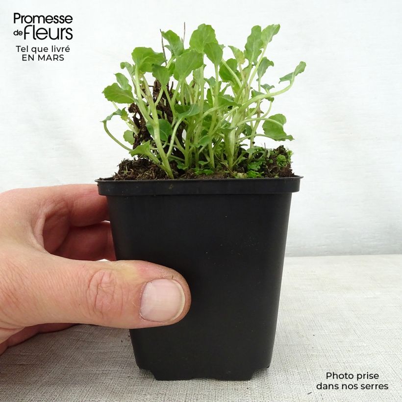 Campanula Royal Wave Vasetto da 8/9 cm esemplare consegnato in primavera