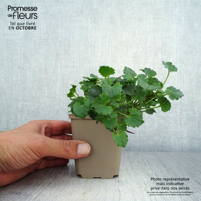 Esemplare di Campanula Royal Wave Vasetto da 8/9 cm come consegnato in autunno