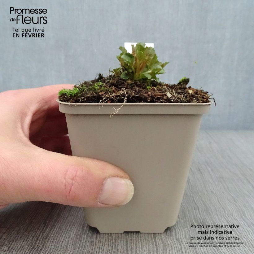 Campanula Royal Wave Vasetto da 8/9 cm esemplare consegnato in inverno