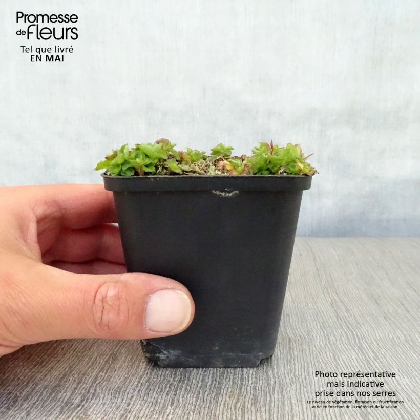 Campanula pulloides G.F. Wilson Vasetto da 8/9 cm esemplare consegnato in primavera