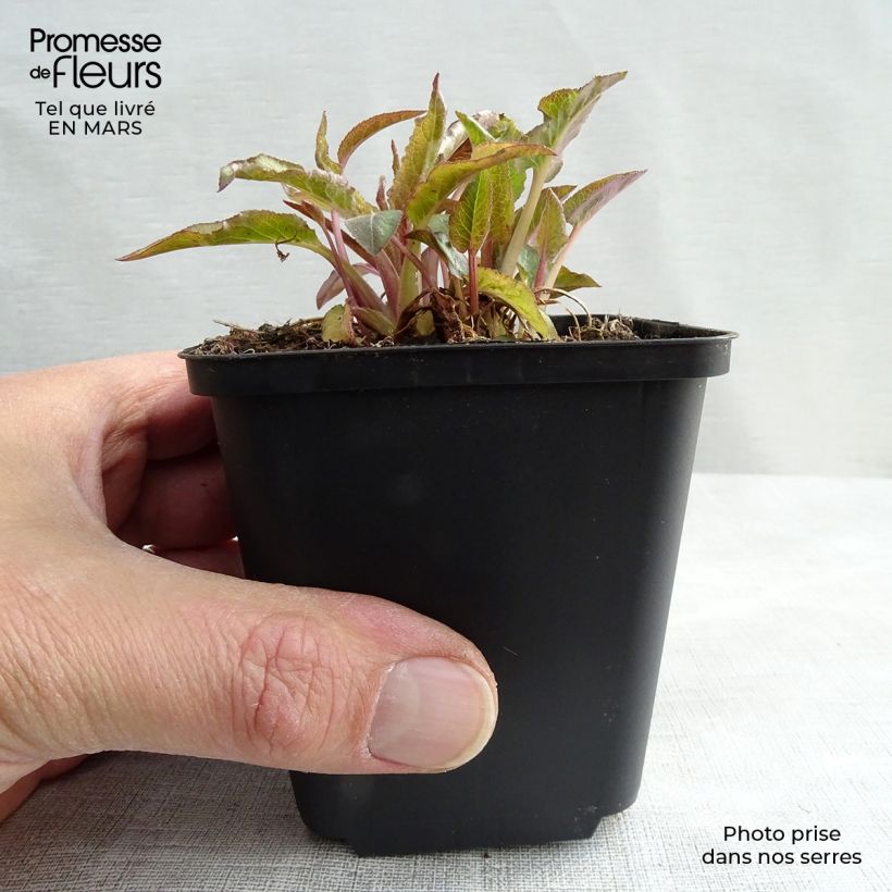 Campanula glomerata Superba - Campanula agglomerata Vasetto da 8/9 cm esemplare consegnato in inverno