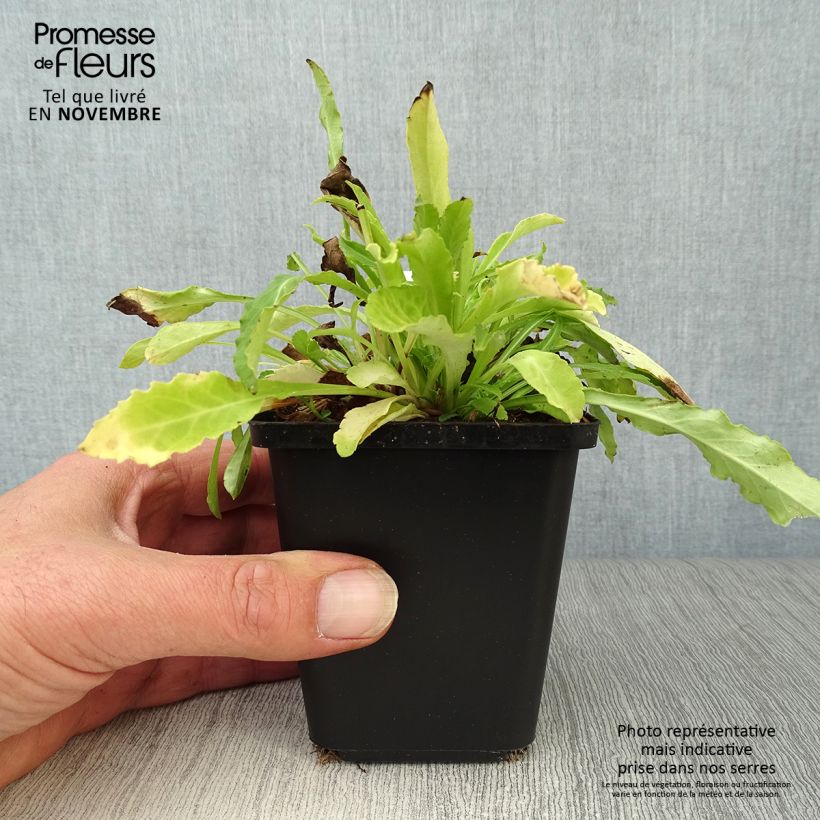 Esemplare di Campanula persicifolia Alba - Campanula con foglie di pesco Vasetto da 8/9 cm come consegnato in autunno