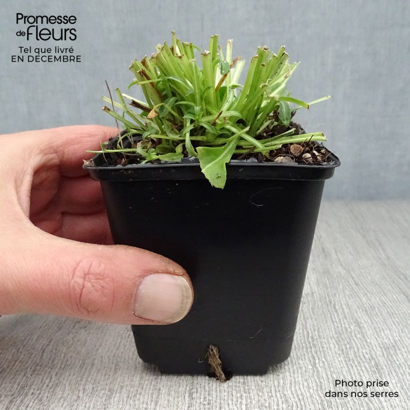 Campanula persicifolia Alba - Campanula con foglie di pesco Vasetto da 8/9 cm esemplare consegnato in inverno