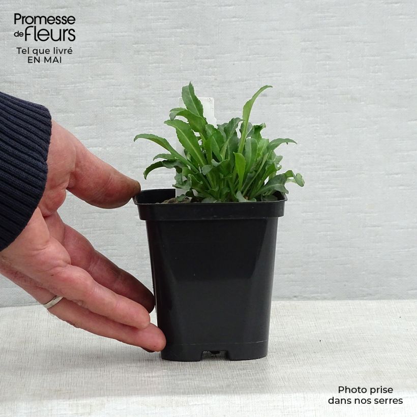 Campanula persicifolia Alba - Campanula con foglie di pesco Vasetto da 8/9 cm esemplare consegnato in primavera