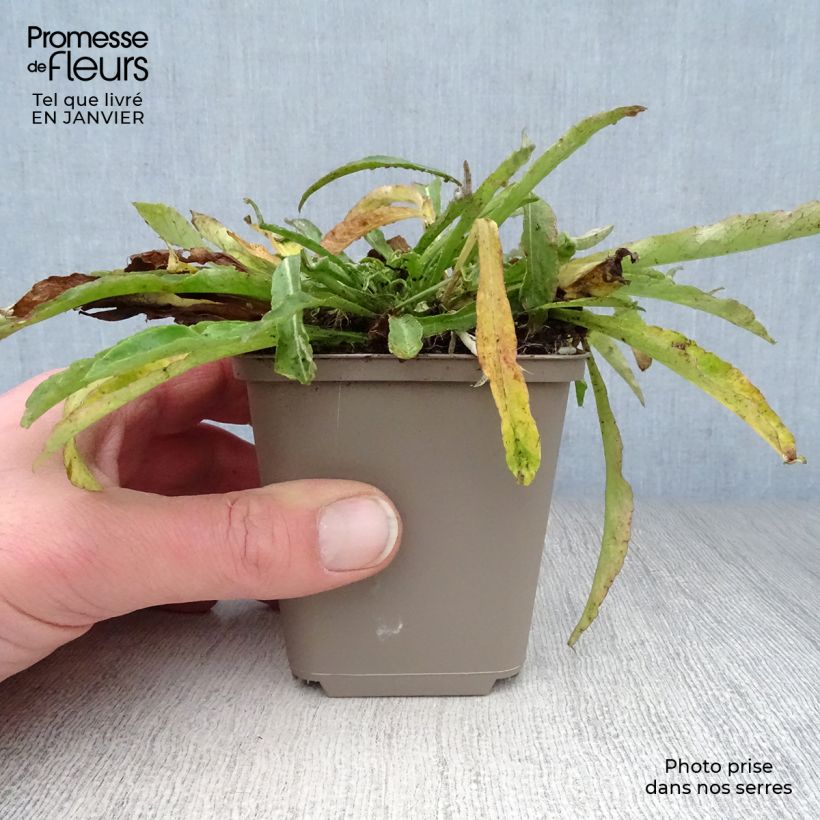 Campanula persicifolia La Belle - Campanula con foglie di pesco Vasetto da 8/9 cm esemplare consegnato in inverno