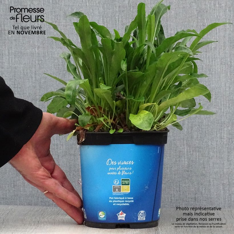 Esemplare di Campanula persicifolia - Campanula con foglie di pesco Vaso da 2L/3L come consegnato in autunno