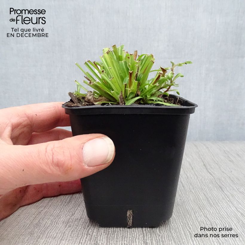 Campanula persicifolia - Campanula con foglie di pesco Vasetto da 8/9 cm esemplare consegnato in inverno