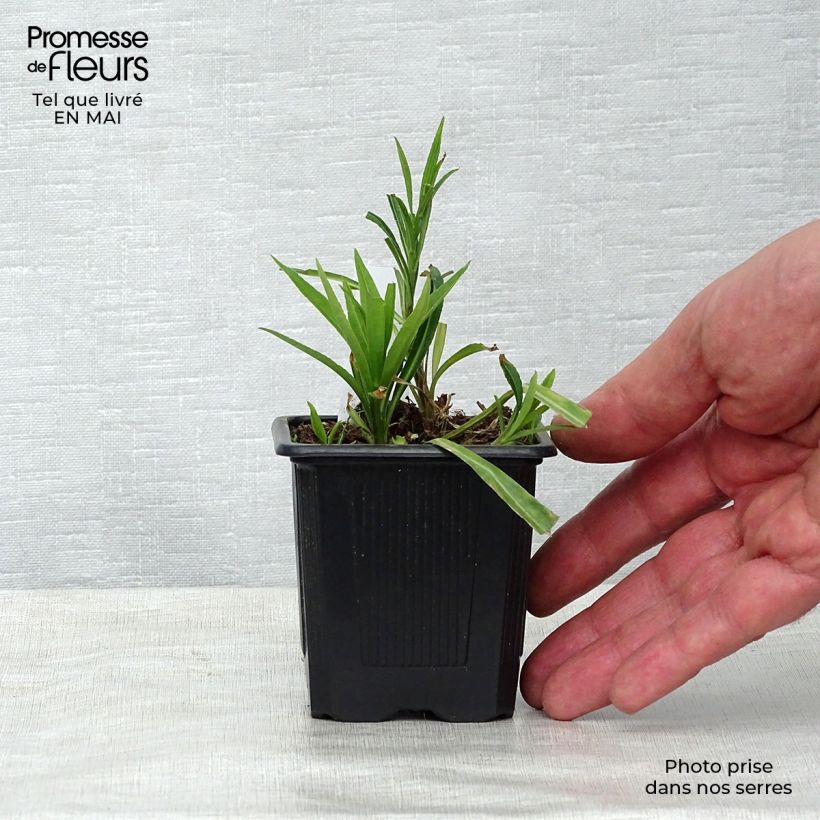 Campanula persicifolia - Campanula con foglie di pesco Vasetto da 8/9 cm esemplare consegnato in primavera