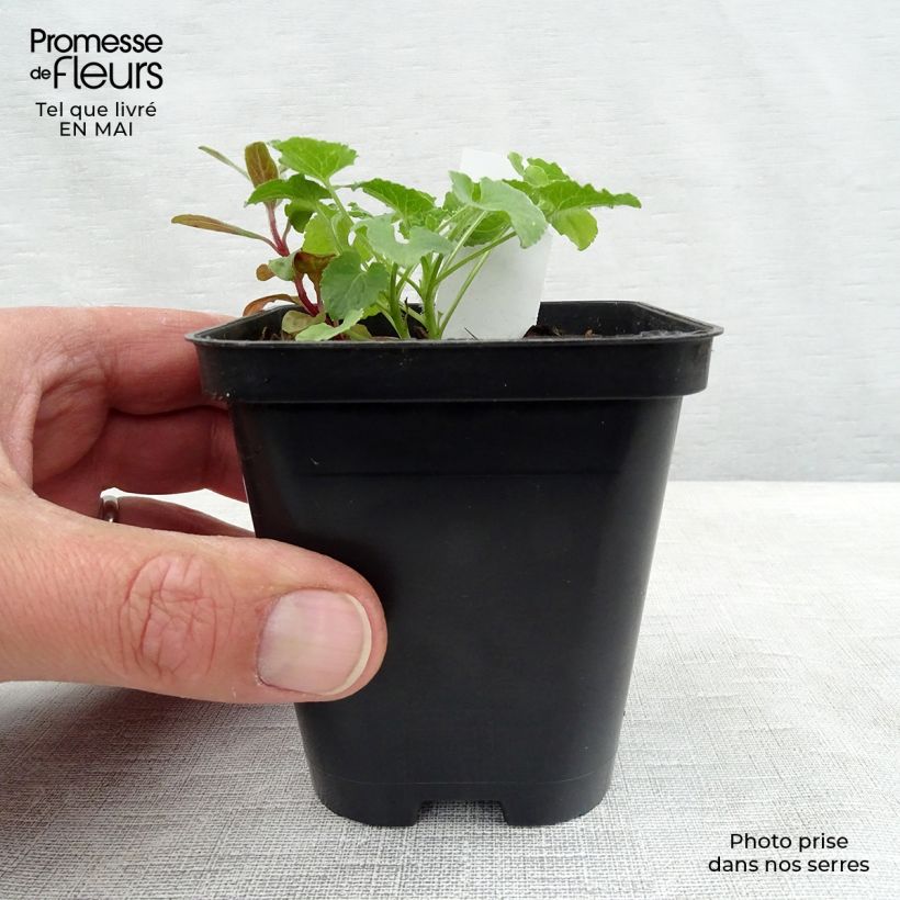 Campanula carpatica Alba - Campanula dei Carpazi Vasetto da 8/9 cm esemplare consegnato in primavera