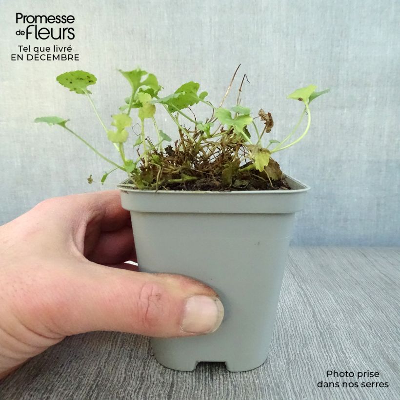 Campanula carpatica Alba - Campanula dei Carpazi Vasetto da 8/9 cm esemplare consegnato in inverno