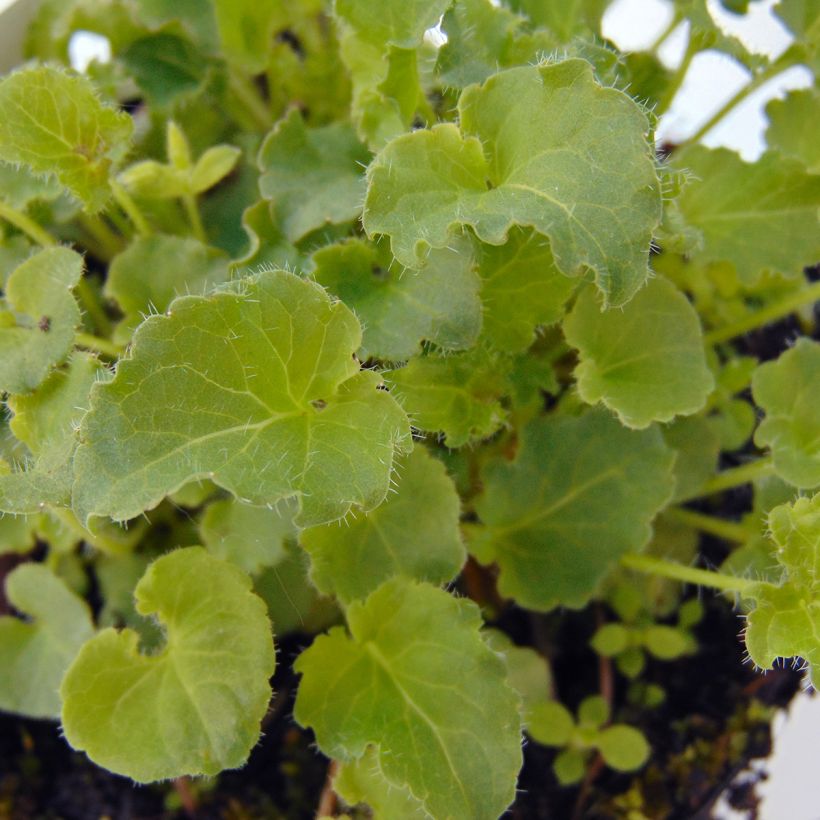 Campanula carpatica - Campanula dei Carpazi (Fogliame)