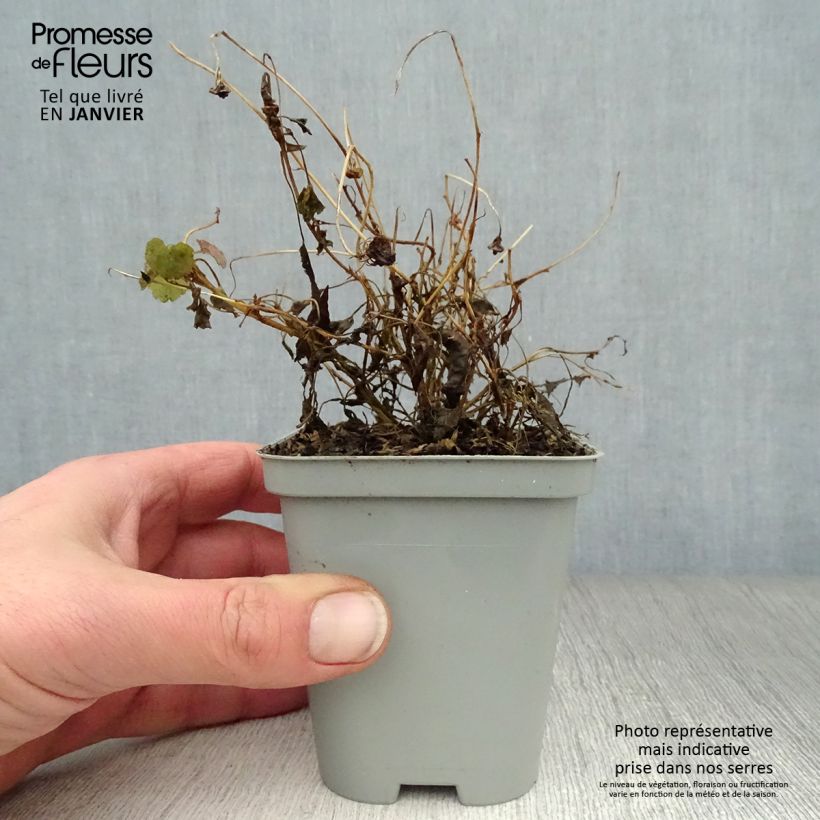 Campanula carpatica - Campanula dei Carpazi Vasetto da 8/9 cm esemplare consegnato in inverno